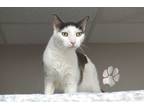 Adopt Buddy Star a White (Mostly) Domestic Shorthair (short coat) cat in