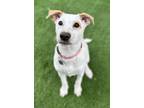 Adopt Coconut a White - with Tan, Yellow or Fawn Hound (Unknown Type) / Mixed