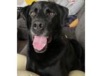 Adopt Finn a Black Labrador Retriever / Mixed dog in Kokomo, IN (41560500)