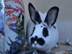 Adopt SALLY a Other/Unknown / Mixed (medium coat) rabbit in Denver