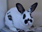 Adopt JACK a Other/Unknown / Mixed (medium coat) rabbit in Denver, CO (41560525)