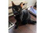 Adopt Nala a Black & White or Tuxedo Domestic Shorthair (short coat) cat in