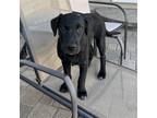Adopt Yertle a Black Labrador Retriever / Mixed dog in Bloomington