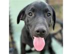 Adopt Horton a Black Labrador Retriever / Mixed dog in Bloomington