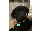 Adopt Gertrude McFuzz a Black Labrador Retriever / Mixed dog in Bloomington