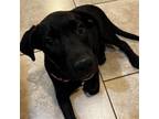Adopt Yeps a Black Labrador Retriever / Mixed dog in Bloomington, IL (41560519)