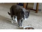 Adopt Annie a Gray or Blue (Mostly) Domestic Shorthair / Mixed (short coat) cat
