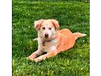 Adopt King a Tan/Yellow/Fawn - with White Golden Retriever / Husky / Mixed dog