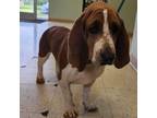 Adopt Molly a White - with Red, Golden, Orange or Chestnut Basset Hound / Mixed