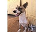 Adopt Pewter a Corgi / Beagle / Mixed dog in San Tan Valley, AZ (41560472)