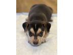Adopt Taylor a Tricolor (Tan/Brown & Black & White) Mixed Breed (Small) / Beagle