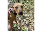 Adopt Mick Jagger a Brown/Chocolate - with Tan Hound (Unknown Type) / Mixed