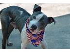 Adopt Tyson a Mixed Breed (Medium) / Mixed dog in Staten Island, NY (41560492)