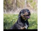 Adopt Millie a Black Plott Hound / Shepherd (Unknown Type) / Mixed dog in
