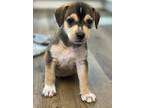 Adopt Lainey a Tan/Yellow/Fawn - with Black Mixed Breed (Small) / Beagle / Mixed