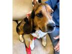 Adopt Shelton a Tricolor (Tan/Brown & Black & White) Beagle / Mixed dog in