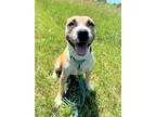 Adopt BELLA a Tan/Yellow/Fawn - with White Mixed Breed (Medium) / Mixed dog in