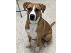 Adopt Rusty a Labrador Retriever / Mixed dog in Little Rock, AR (41560388)