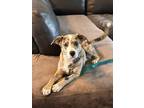 Adopt Nugget a Merle Cattle Dog / Mixed dog in Aurora, IL (41560385)