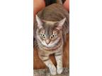 Adopt Grace a Gray or Blue Tabby / Mixed (short coat) cat in Dundalk