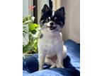 Adopt Panda a White - with Black Pomeranian / Mixed dog in Brooklyn
