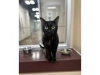Adopt Cattitude: Harley a Domestic Shorthair / Mixed cat in Edmonton