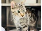 Adopt Edna a Domestic Shorthair / Mixed cat in Edmonton, AB (41560346)