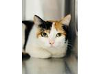 Adopt Dasha a Domestic Shorthair / Mixed cat in Edmonton, AB (41560345)