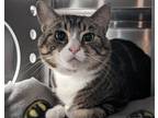 Adopt Melba a Domestic Mediumhair / Mixed cat in Edmonton, AB (41560344)