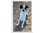 Adopt ANISE a White - with Black Jack Russell Terrier / Mixed dog in Winchester