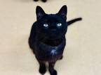 Adopt Maverick a Domestic Shorthair / Mixed cat in Edmonton, AB (41560340)