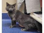 Adopt Asher a Domestic Shorthair / Mixed cat in Edmonton, AB (41560338)