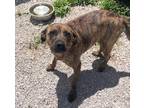 Adopt Gwen a Brindle Labrador Retriever / Mixed dog in Aurora, IL (41560376)