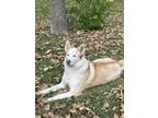 Adopt Dakota a White - with Red, Golden, Orange or Chestnut Husky / Mixed dog in