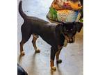 Adopt Cooper a Black Beagle / Mixed dog in Aurora, IL (41560366)