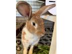 Adopt Parmesan a Other/Unknown / Mixed (short coat) rabbit in Burlingame
