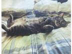 Adopt Zelda a Tortoiseshell Tabby / Mixed (medium coat) cat in Henderson