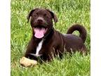 Adopt Sonny a Black Labrador Retriever / Mixed dog in Aurora, IL (41560353)