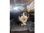Adopt Cali a Domestic Shorthair / Mixed cat in Portsmouth, VA (41560350)
