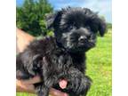 Yorkshire Terrier Puppy for sale in Graham, NC, USA