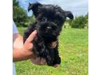 Yorkshire Terrier Puppy for sale in Graham, NC, USA