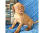 Vizsla Puppy for sale in New York Mills, MN, USA