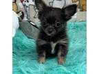 Chihuahua Puppy for sale in Seymour, MO, USA