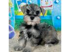 Schnauzer (Miniature) Puppy for sale in Christmas, FL, USA
