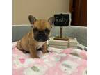 French Bulldog Puppy for sale in Norwalk, OH, USA