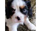 Cavalier King Charles Spaniel Puppy for sale in Killen, AL, USA