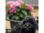 Cavapoo Puppy for sale in Greer, SC, USA