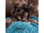 Cavapoo Puppy for sale in Greer, SC, USA