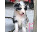 Aussiedoodle Puppy for sale in Springer, OK, USA