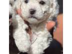 Bichon Frise Puppy for sale in Granger, WA, USA